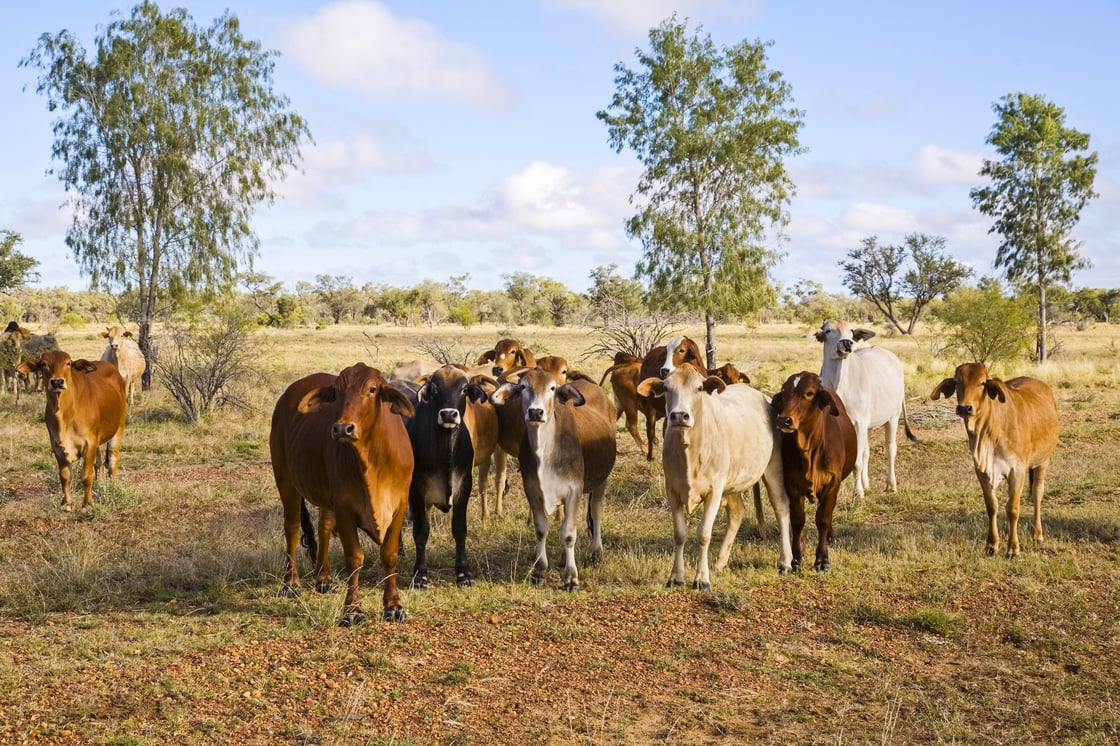 Cattle in SE Qld