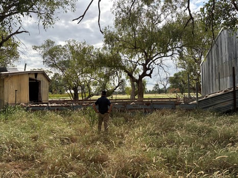 SAF_Hayfield_MAR 26-Jackson Paddock Sheep